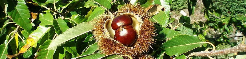 Single Malts and Chestnuts in the Cévennes: Visiting the Distillerie des Camisards